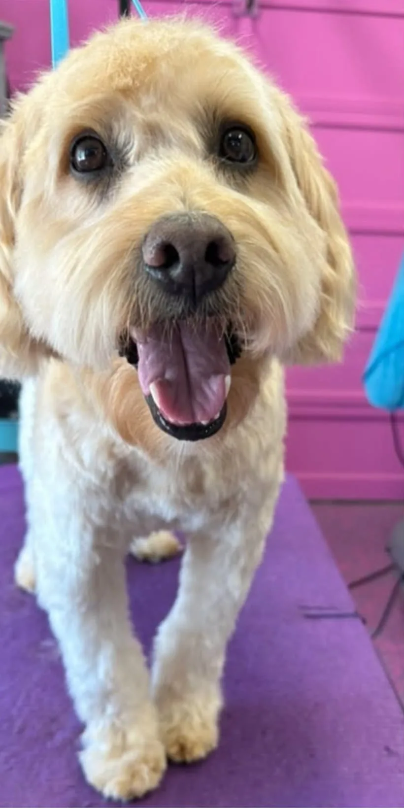 Goldendoodle after grooming