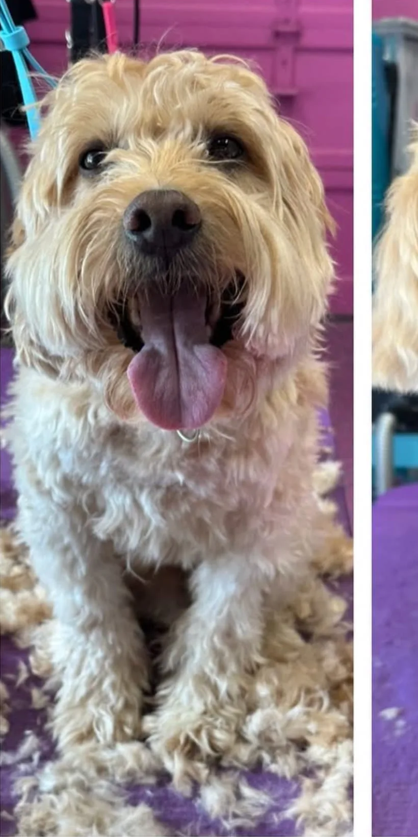 Goldendoodle before grooming