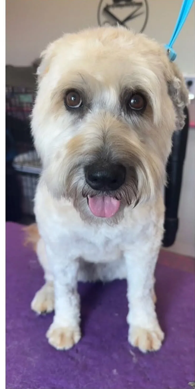 Wheaten Terrier mix after grooming