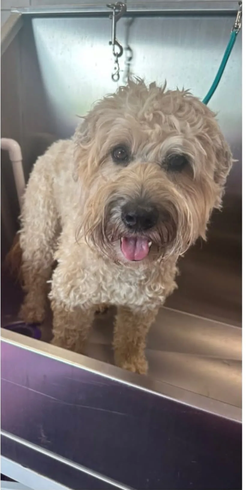 Wheaten Terrier mix before grooming
