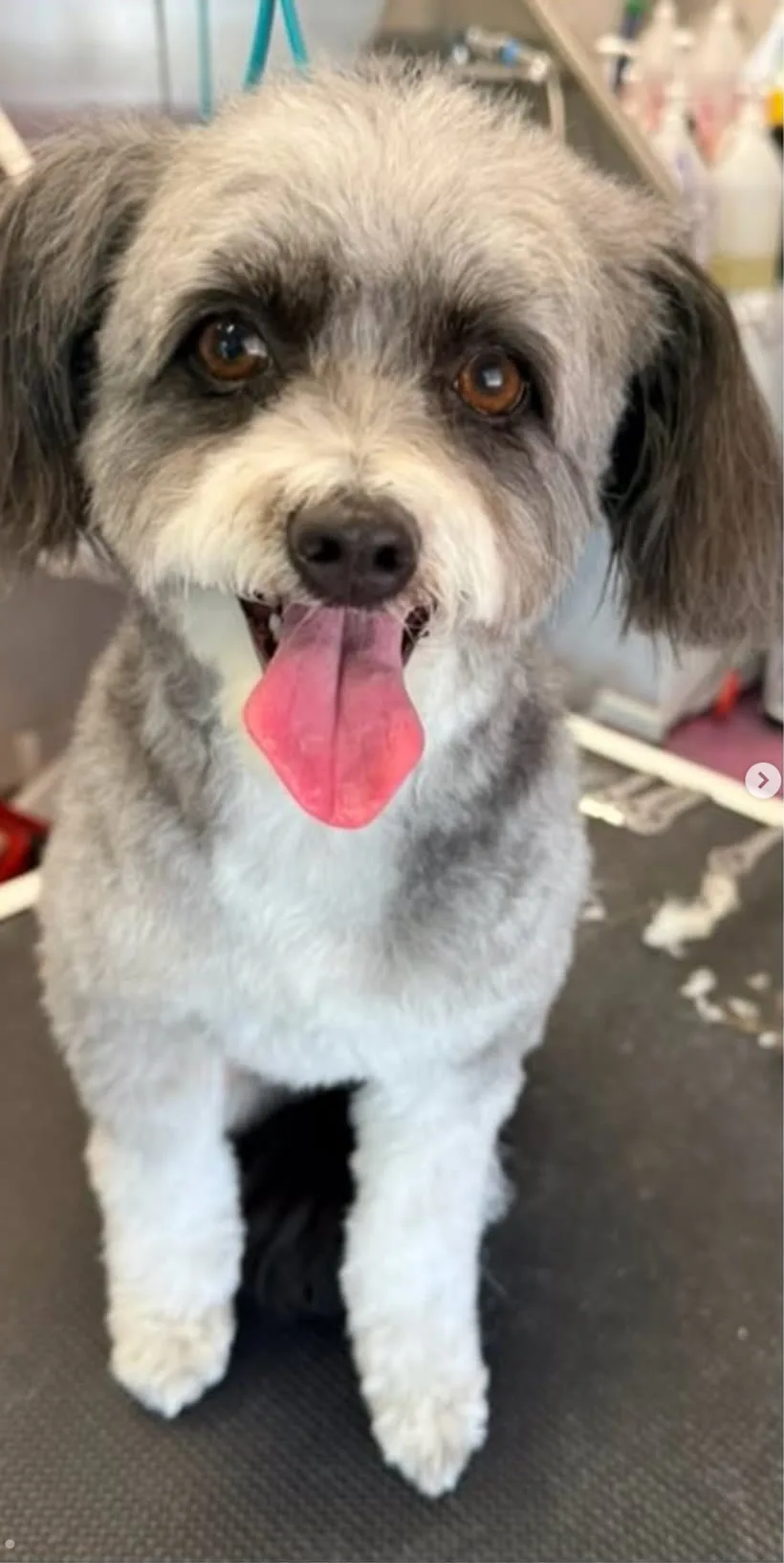 Schnauzer mix after grooming