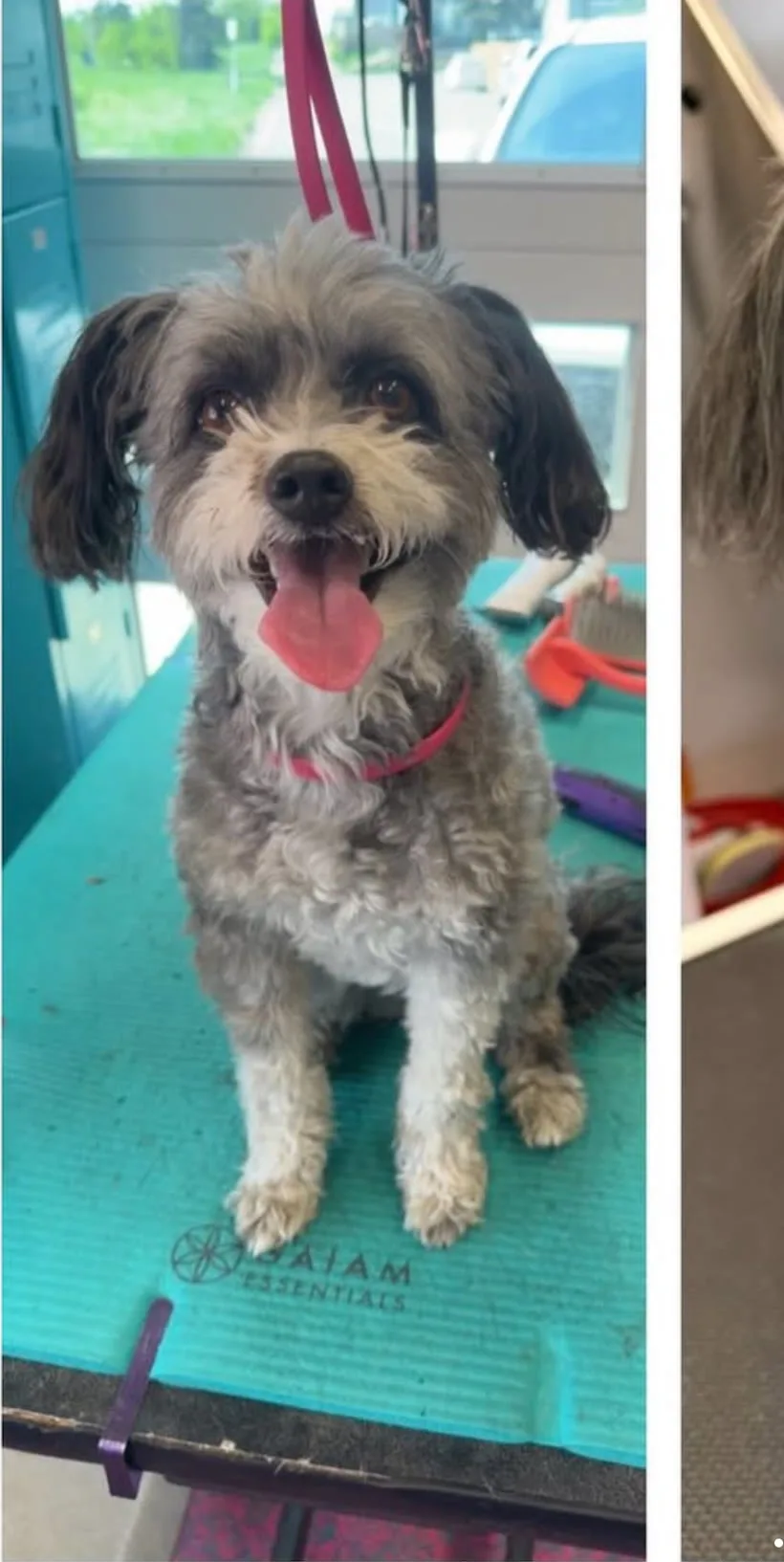 Schnauzer mix before grooming