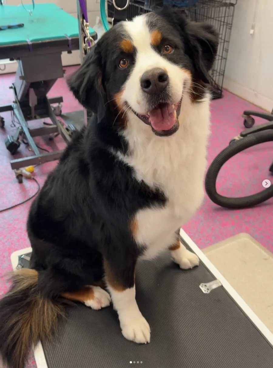 Bernese Mountain Dog at Lux Pampered Paws