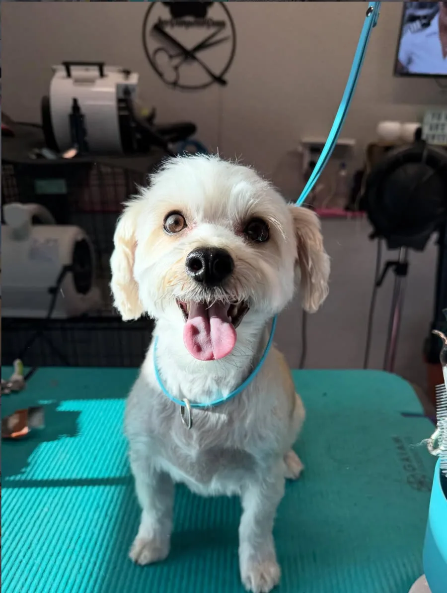 Happy dog freshly groomed