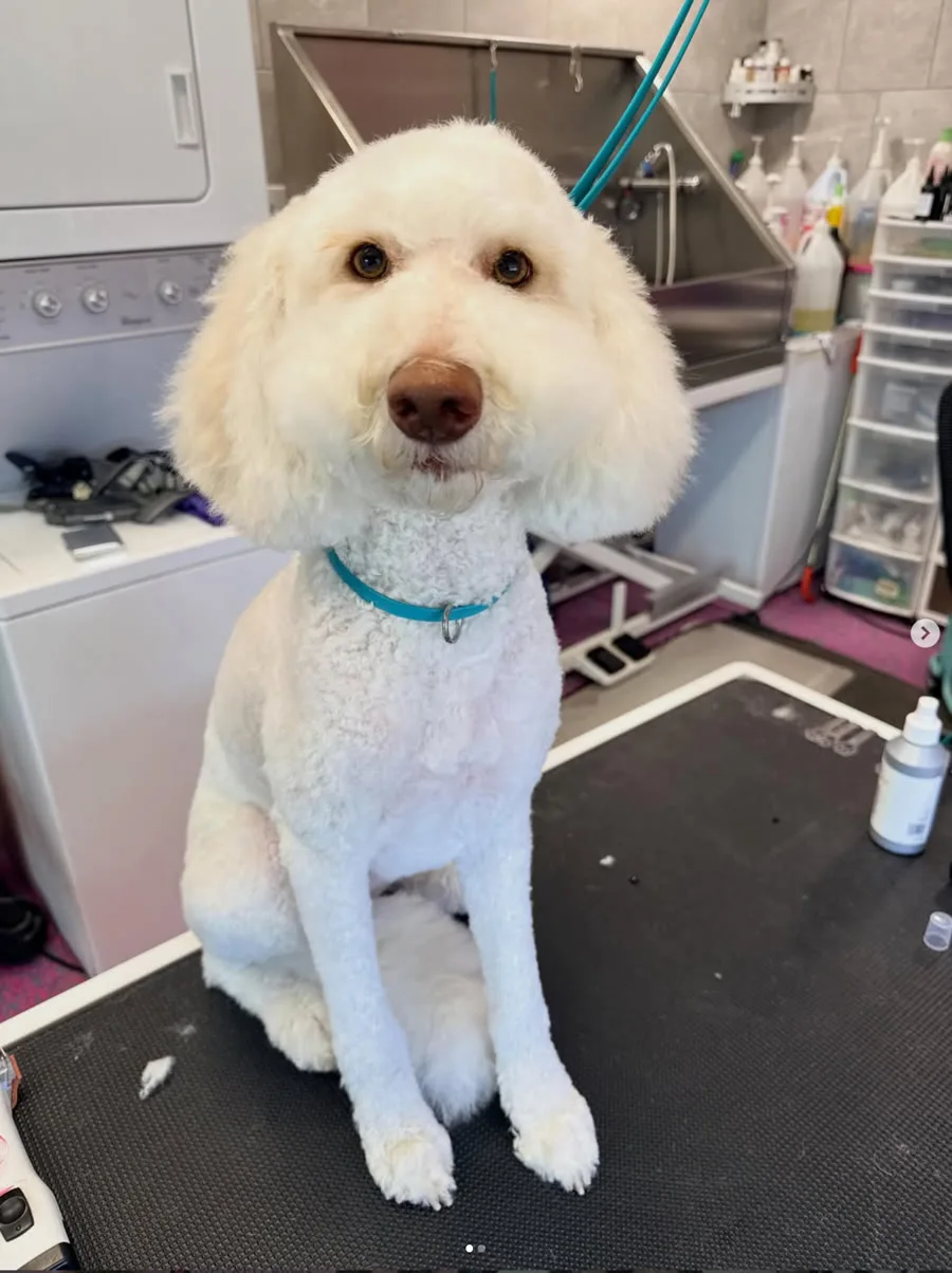 White doodle freshly groomed
