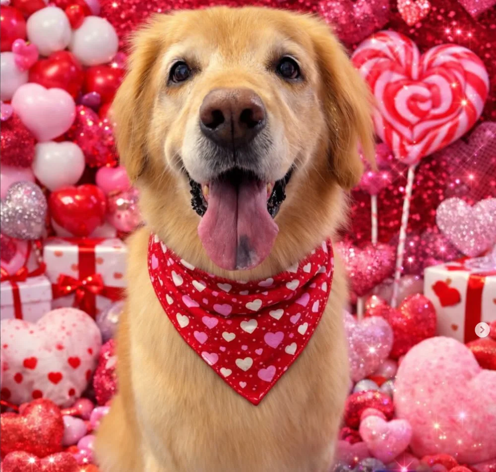 Valentine's Day mini session